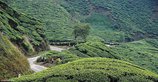 A long drive for a cup of tea. Munnar, India 